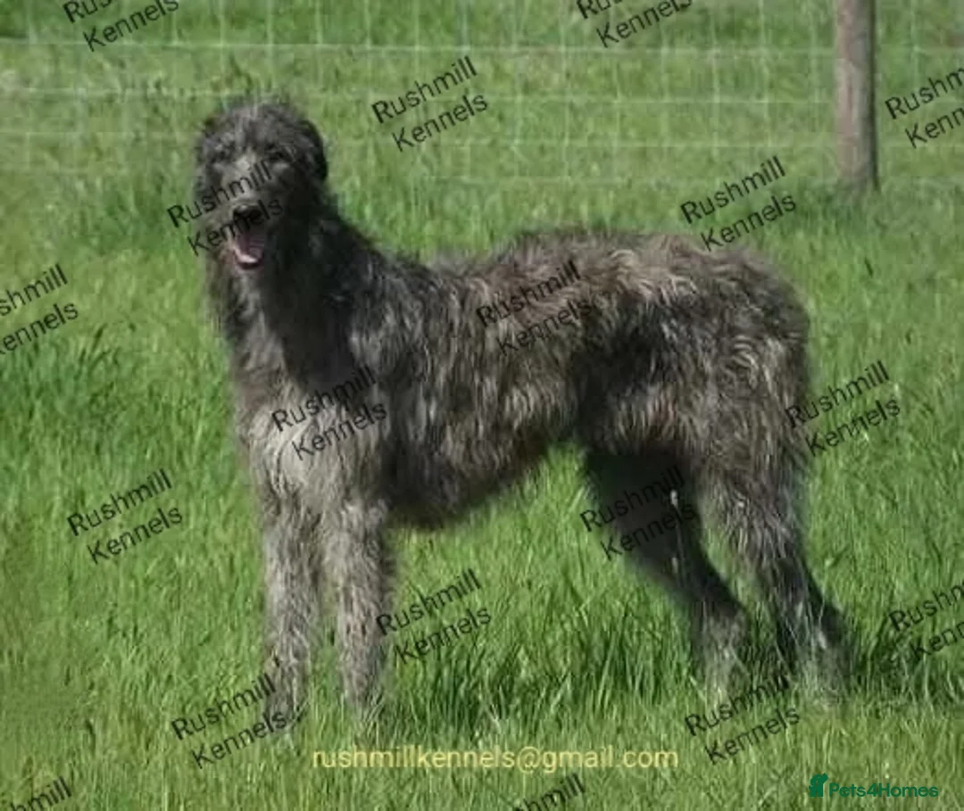 Irish Wolfhound dogs for sale: Wolfhound/Deerhound pups - Advert 8