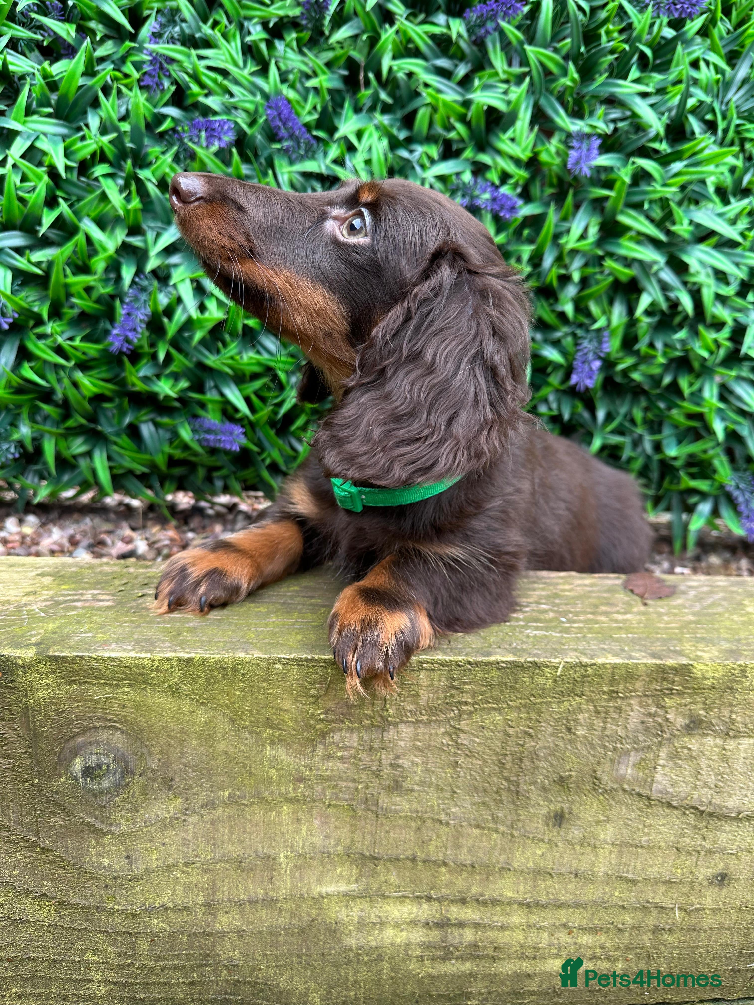 Miniature Dachshund dogs Long-Haired Miniature Dachshund Puppies  - Advert 2