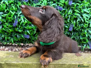 Miniature Dachshund dogs Long-Haired Miniature Dachshund Puppies - Advert 2
