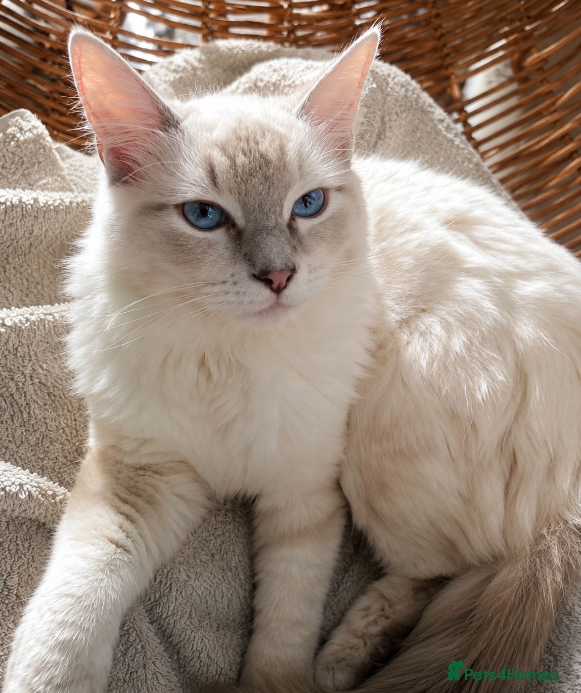 Ragdoll cats Lilac Lynx Ragdoll Aristocats  - Advert 3