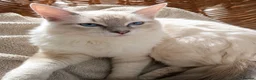 Ragdoll cats for sale:  'Tica' Ragdoll Aristocats  - Advert 2