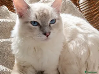 Ragdoll cats Lilac Lynx Ragdoll Aristocats - Advert 3