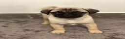 Pug dogs for sale: Gorgeous Pug Puppies - Advert 9