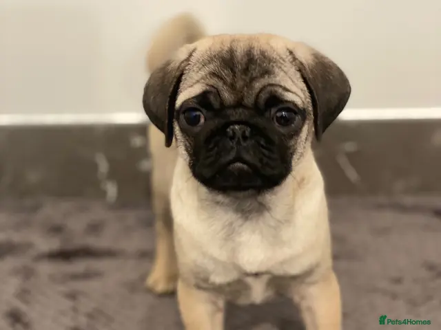 Pug dogs for sale: Gorgeous Pug Puppies - Advert 1