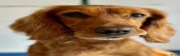 Cocker Spaniel dogs for sale: Beautiful working Cocker Spaniel puppies  in Royston - Advert 35