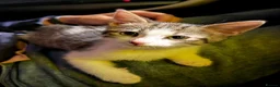 Mixed Breed cats for sale: Tabby kitten  - Advert 3