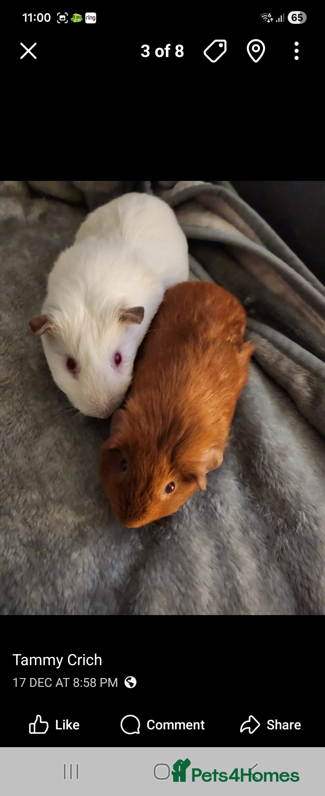 Guinea Pig rodents Guinea pigs  - Advert 15