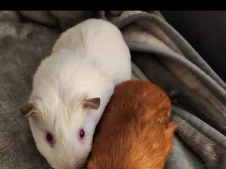 Guinea Pig rodents Guinea pigs - Advert 15