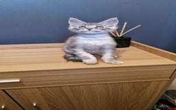 Maine Coon cats for sale: * READY NOW * Beautiful GCCF Mainecoon kittens  - Image 4