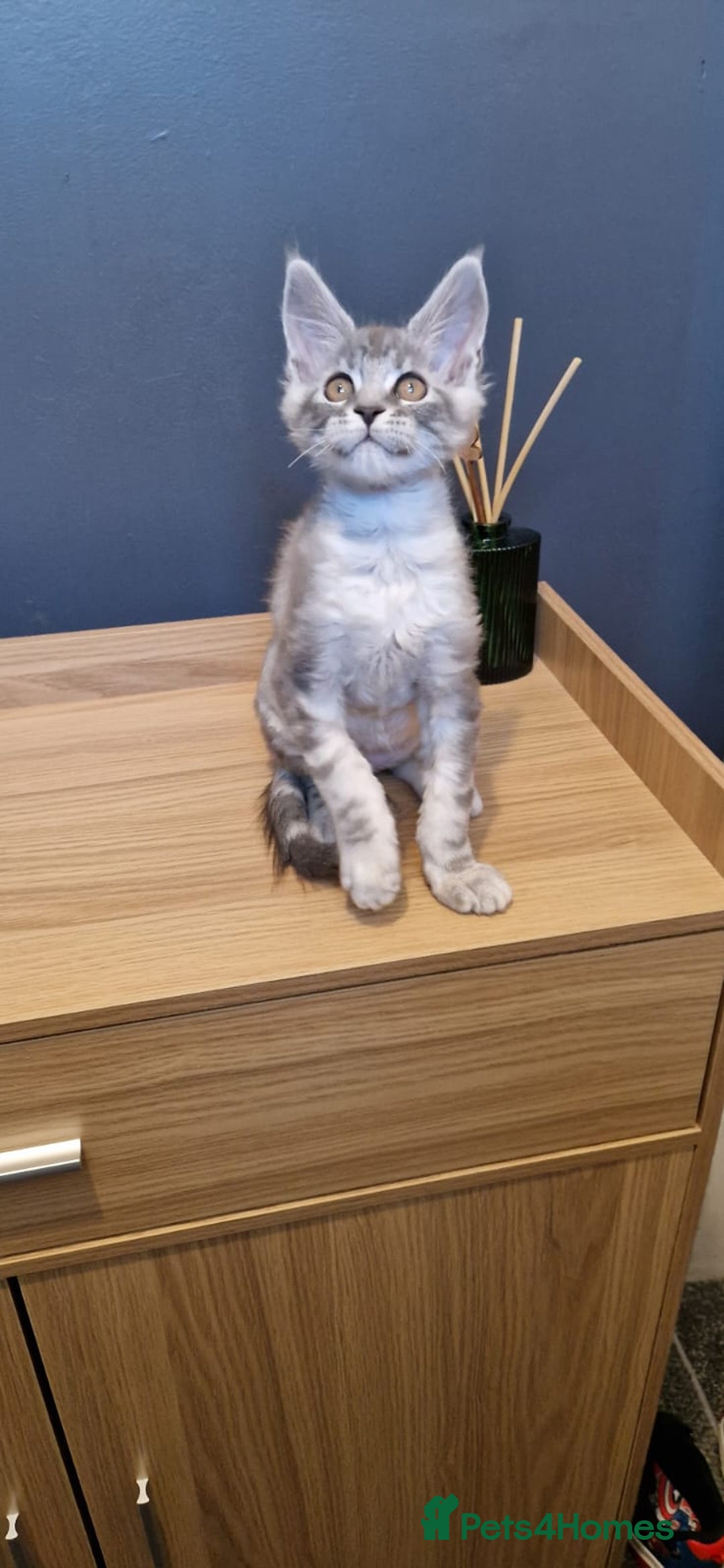 Maine Coon cats for sale: * READY NOW * Beautiful GCCF Mainecoon kittens  - Image 4