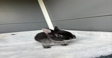 Netherland Dwarf rabbits - Advert 10