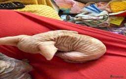 Sphynx cats for sale: Sphynx kittens full of love to give - Image 20