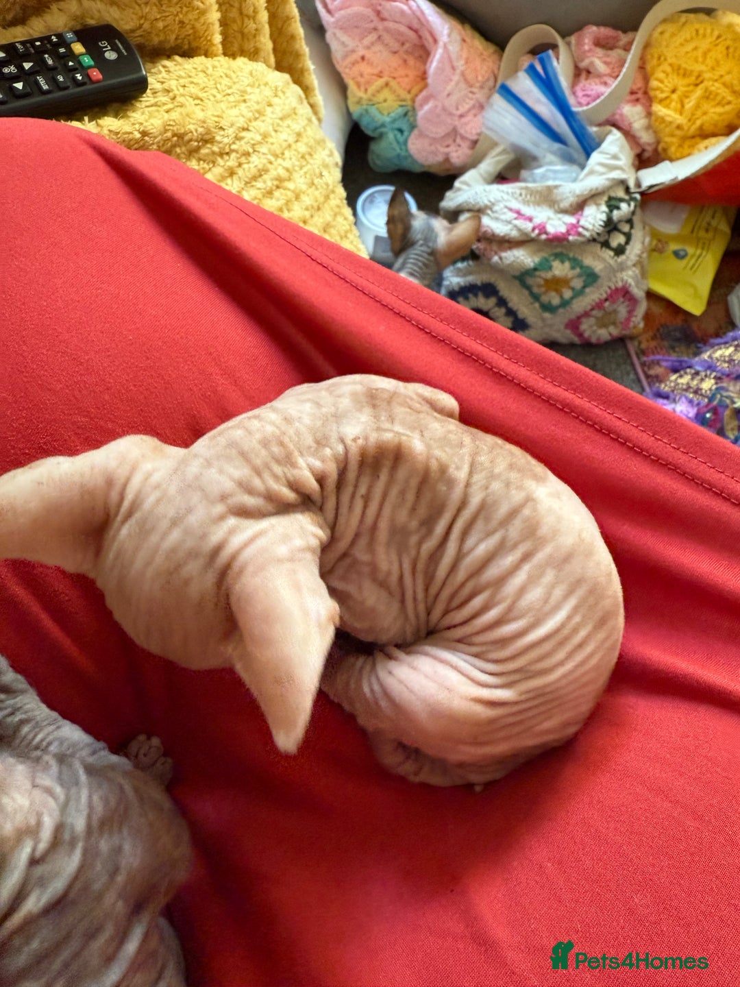 Sphynx cats for sale: Sphynx kittens full of love to give - Image 20