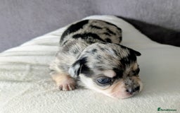 Chihuahua dogs for sale: Stunning merle Chihuahua puppies  - Image 2