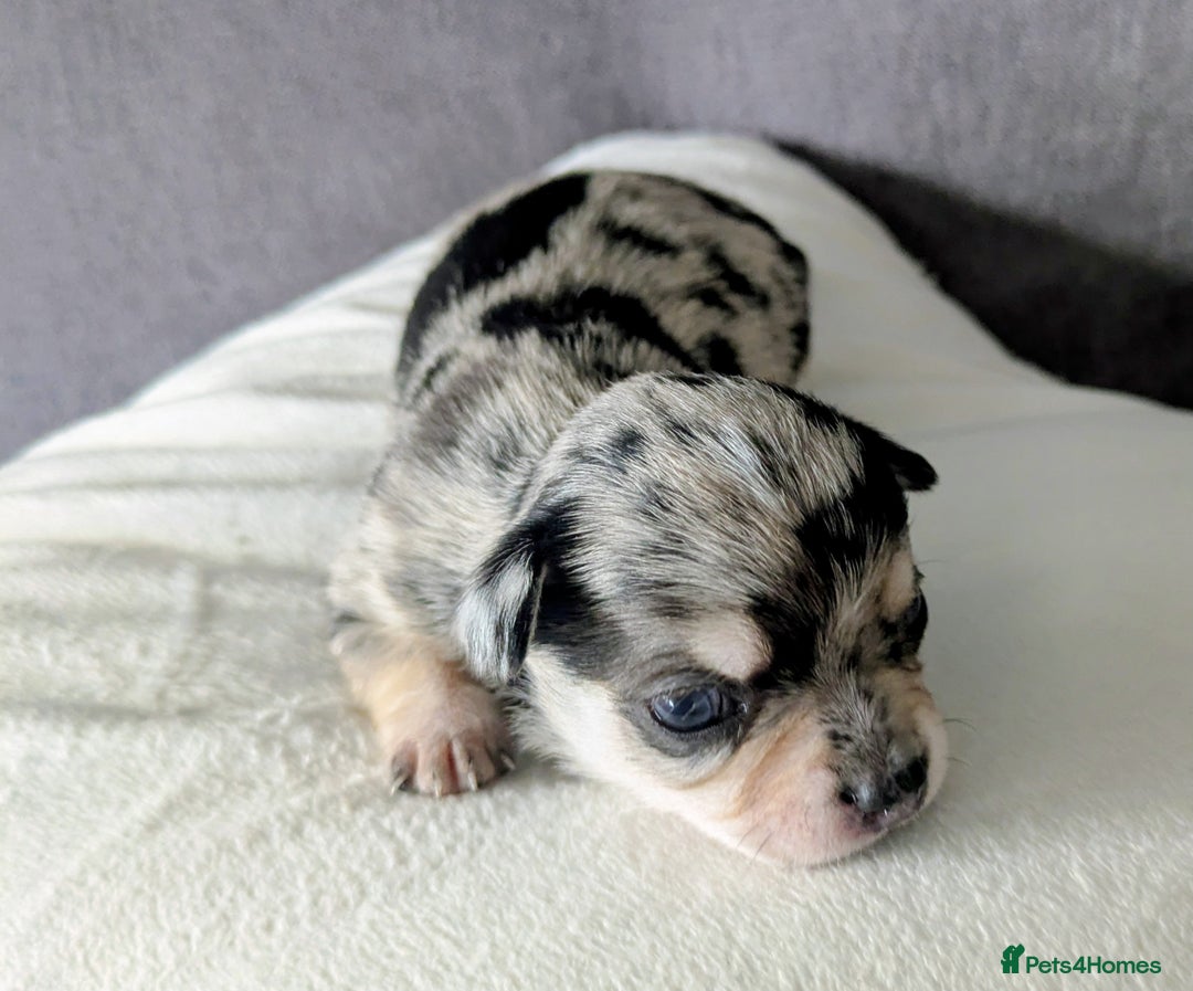 Chihuahua dogs for sale: Stunning merle Chihuahua puppies  - Image 2