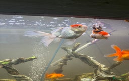 Goldfish fish for sale: Oranda goldfish  - Image 7