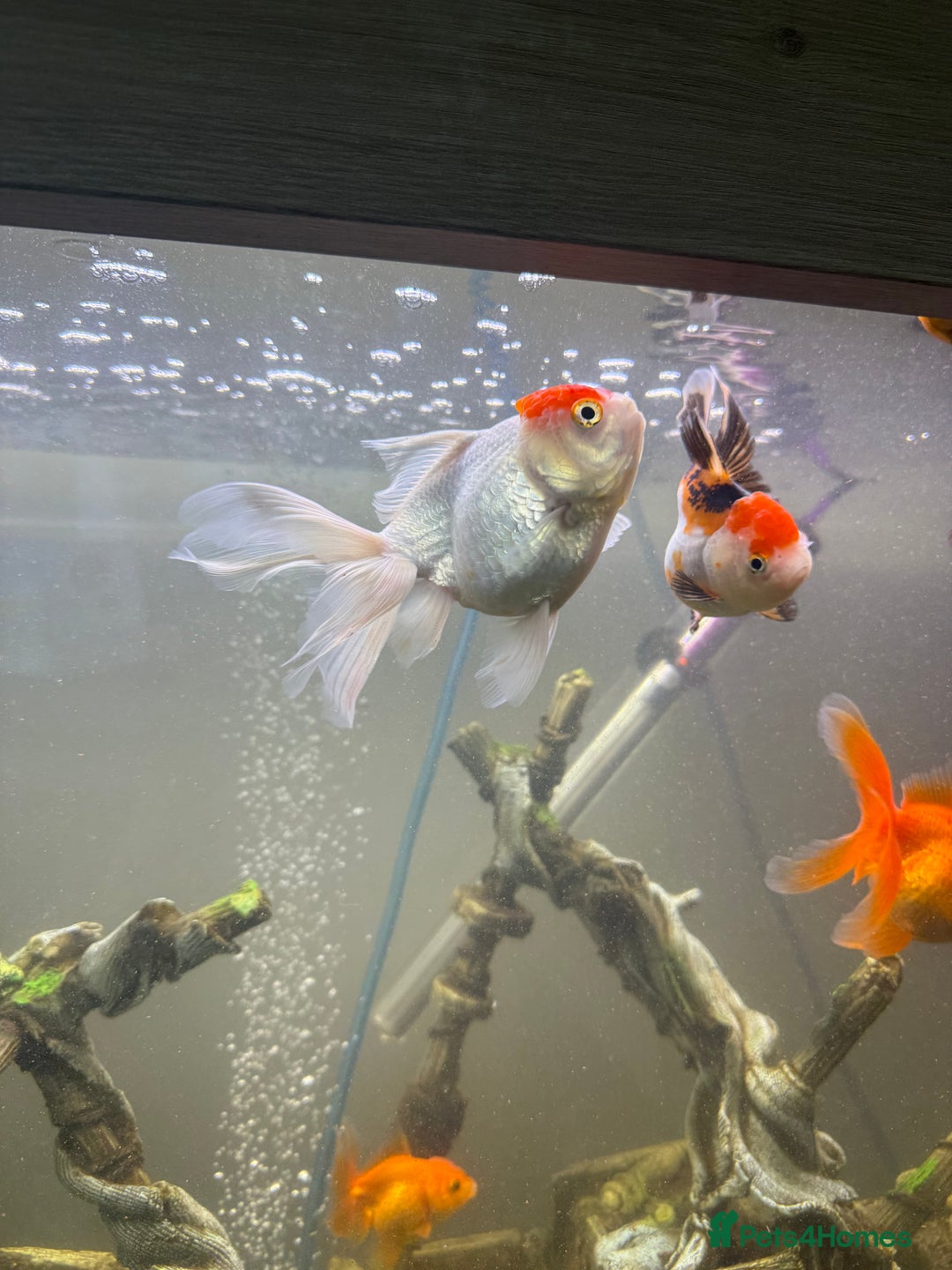 Goldfish fish for sale: Oranda goldfish  - Image 7