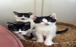 Mixed Breed cats for sale: 5 mixed breed kittens for sale - Image 1