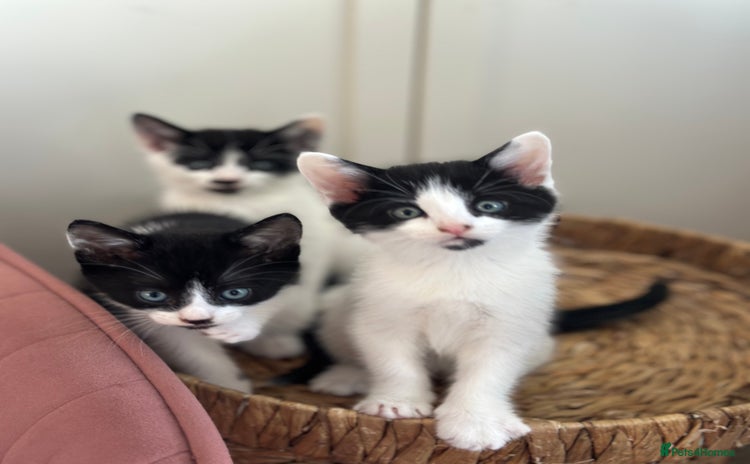 Mixed Breed cats - Advert 3