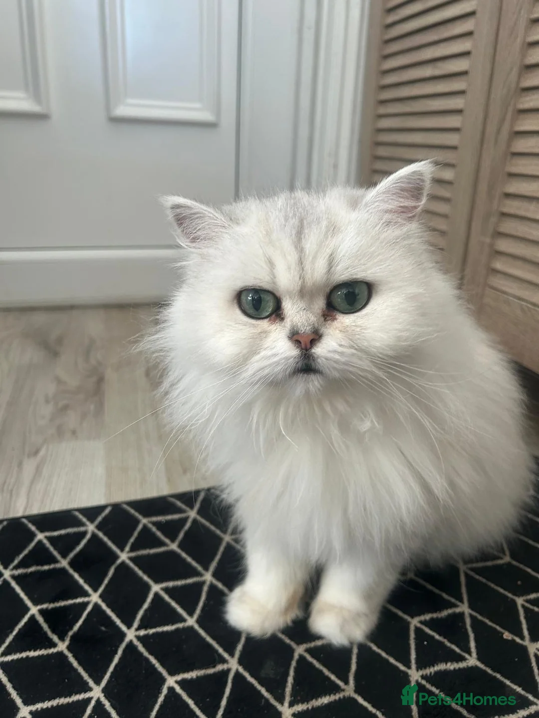 Persian cats for sale: Persian boy  - Advert 12