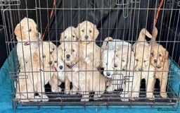 Mixed Breed dogs for sale: 8 Gorgeous Golden doodles  - Image 1