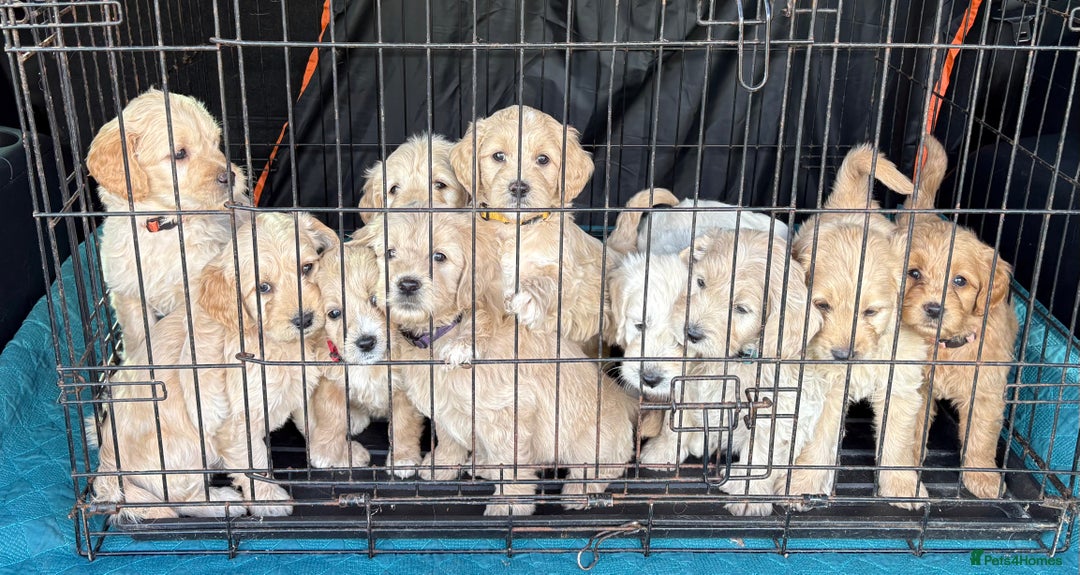 Mixed Breed dogs for sale: 8 Gorgeous Golden doodles  - Image 1