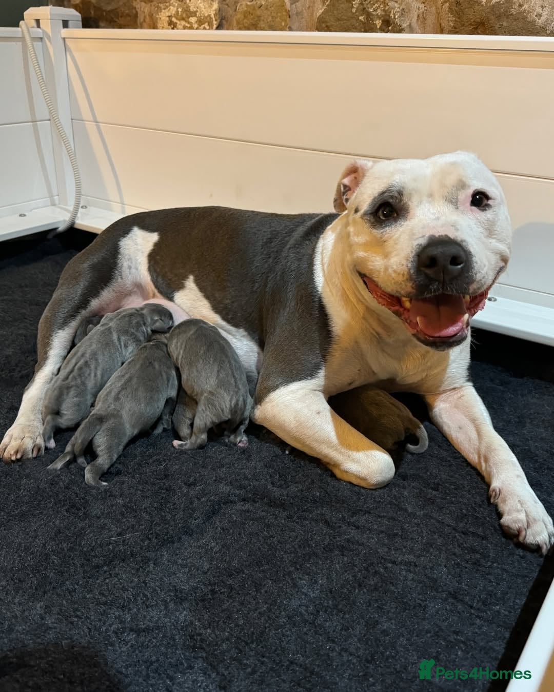 Staffordshire Bull Terrier dogs for sale: 💥✅️Staffordshire💫 bullterrie puppies 🐶  - Image 1