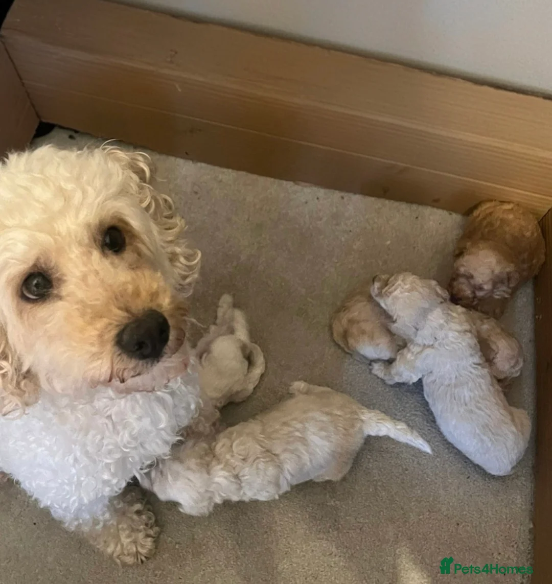 Poochon dogs for sale: Poochon 3 girls 2 boys F1b - Advert 2