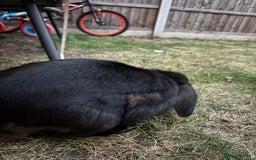 Mini Lop rabbits for sale: Mini Lop Rabbit looking for a home 🥰 - Image 3