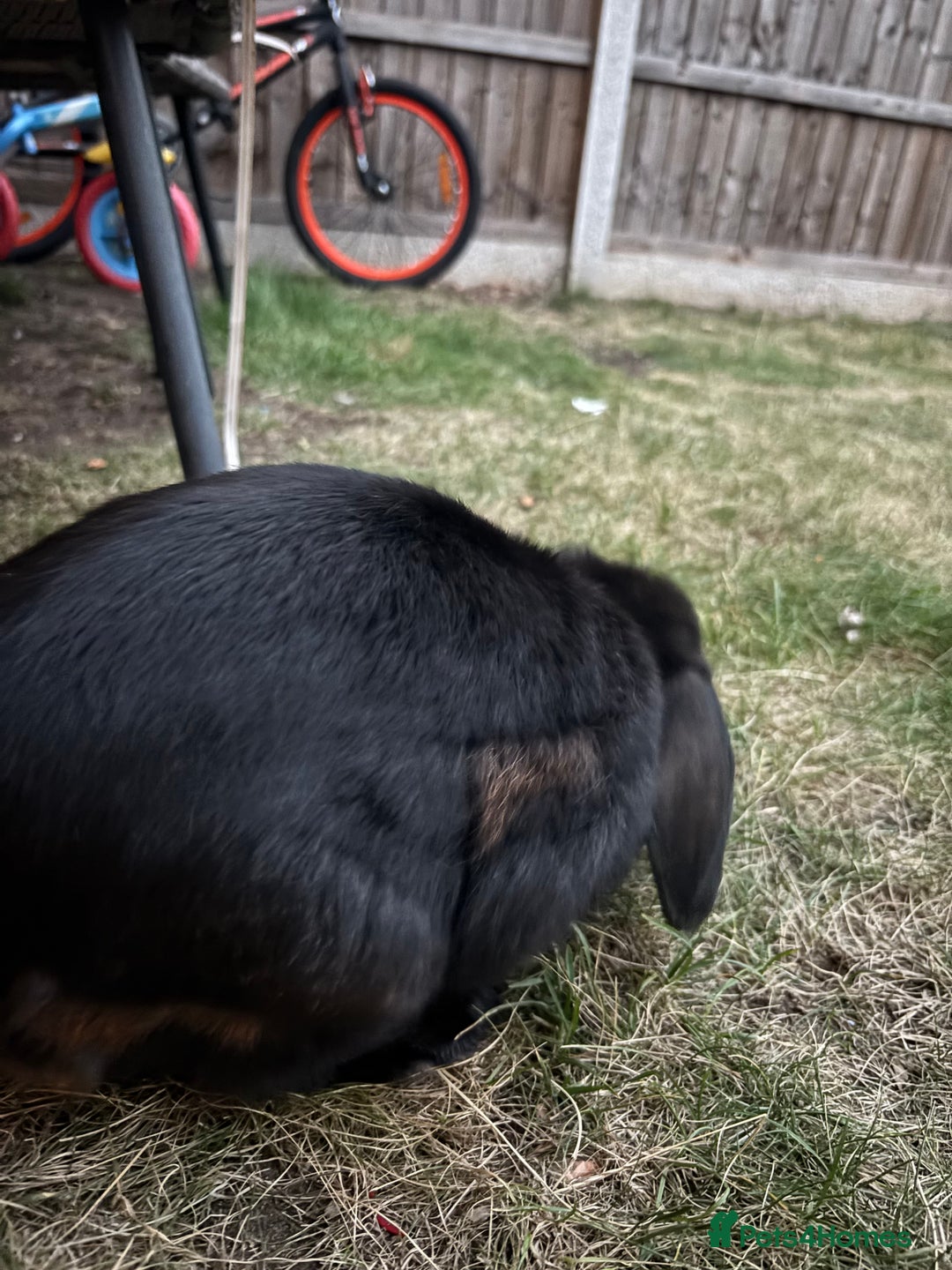 Mini Lop rabbits for sale: Mini Lop Rabbit looking for a home 🥰 - Image 3