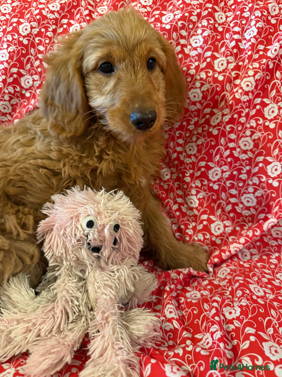 Labradoodle dogs for sale: Labradoodles  - Advert 8