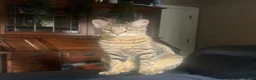 Savannah cats for sale: F3 Savannah male for sale  - Advert 2