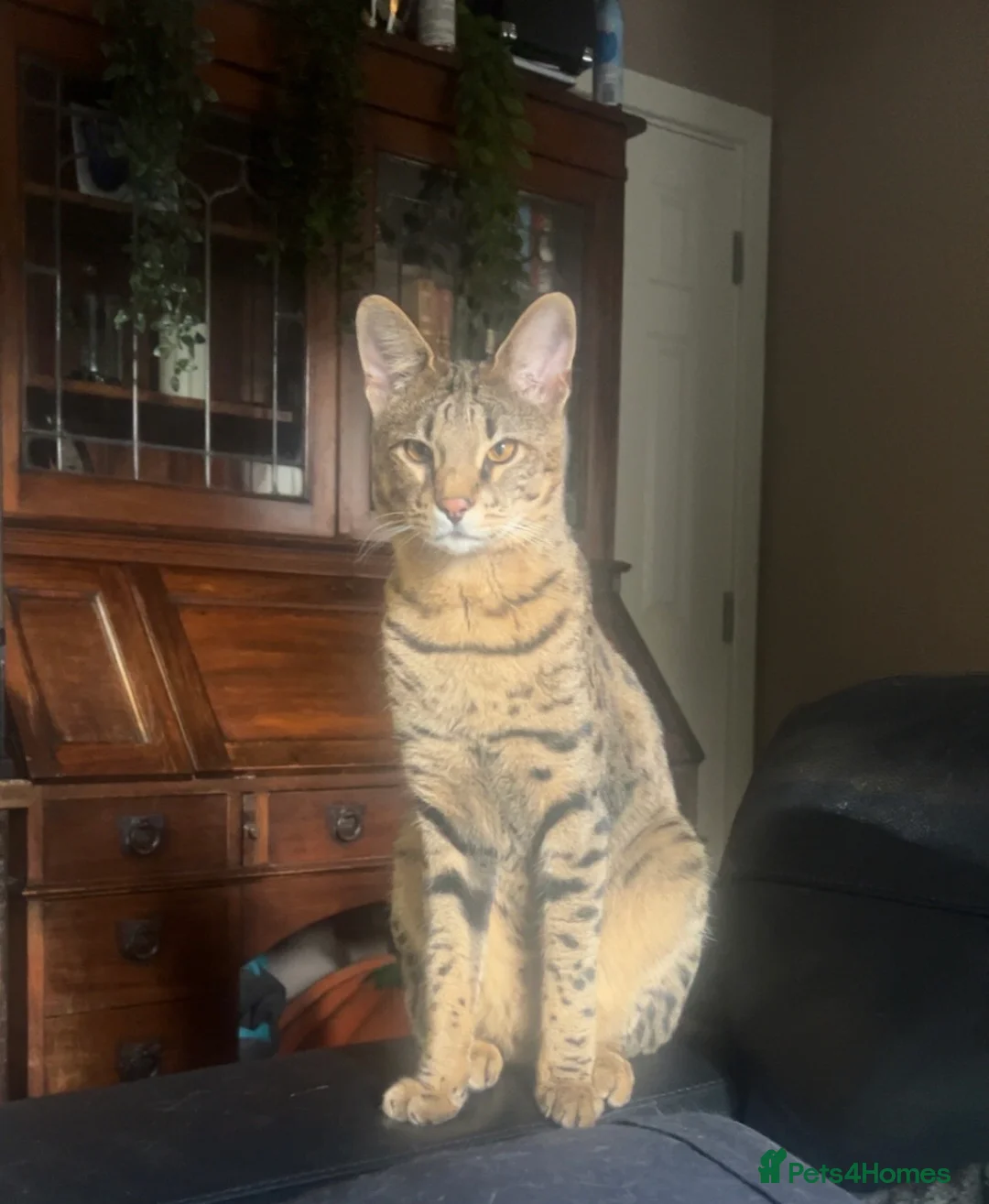 Savannah cats for sale: F3 Savannah male for sale  - Advert 2