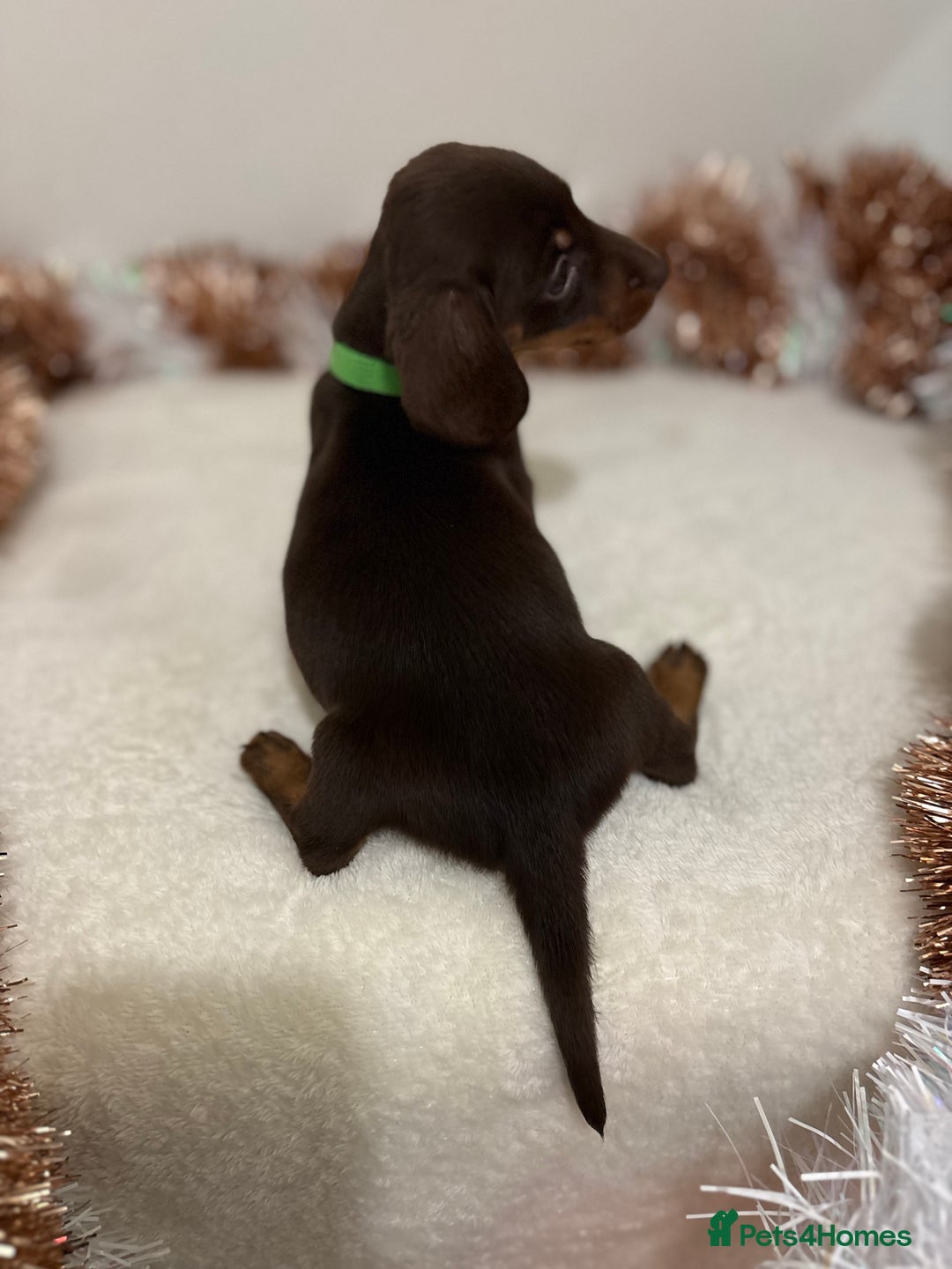 Miniature Dachshund dogs for sale: Miniature Dachshund Pups  - Advert 8