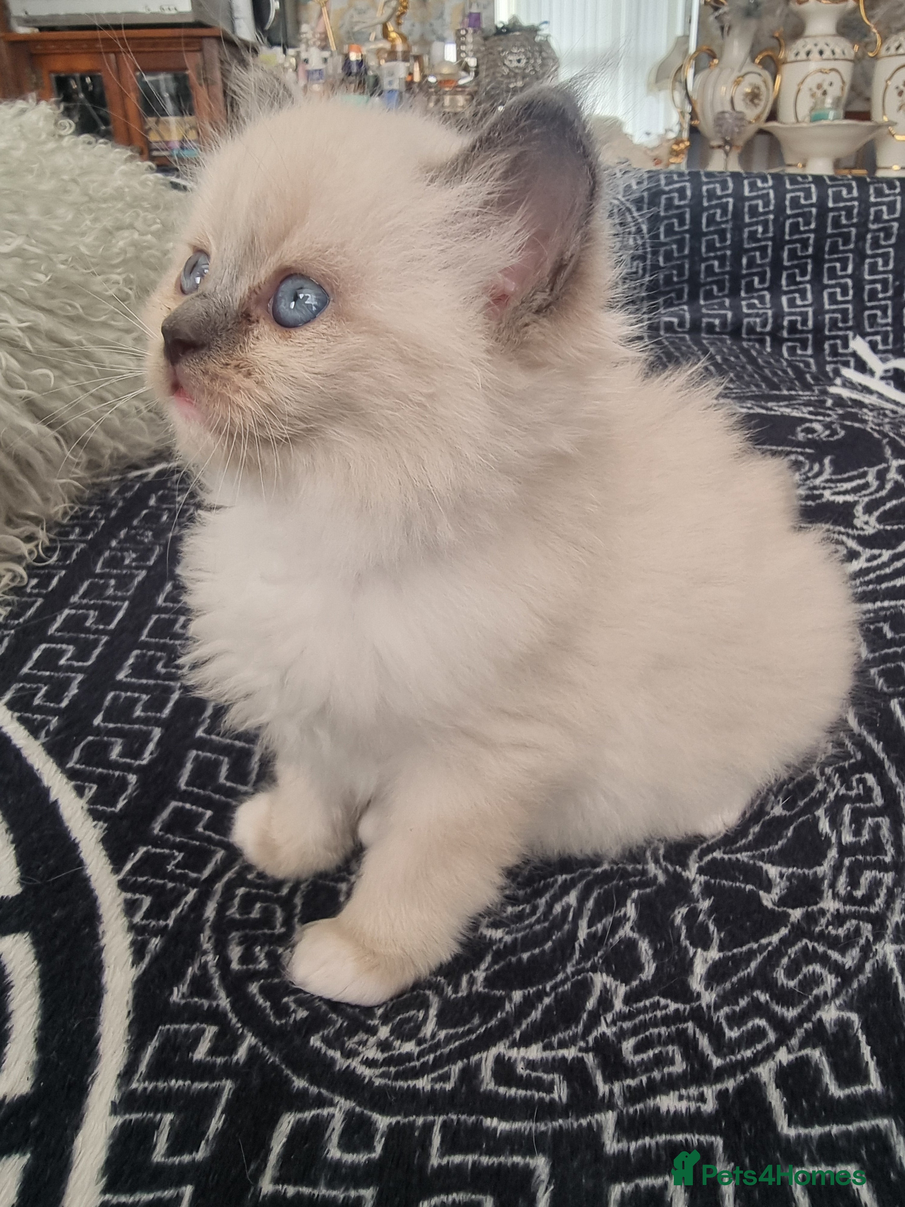 Ragdoll cats for sale: Ragdoll  - Advert 29