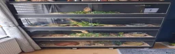 Corn Snake reptiles for sale: Various corn snakes for sale, Snow Tessera & more - Advert 1
