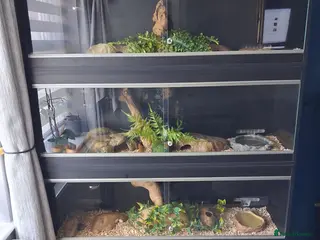 Corn Snake reptiles Various corn snakes for sale, Snow Tessera & more - Advert 14