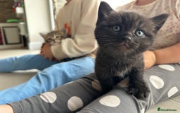 British Shorthair cats for sale: British Shorthair Cross kittens  - Image 5