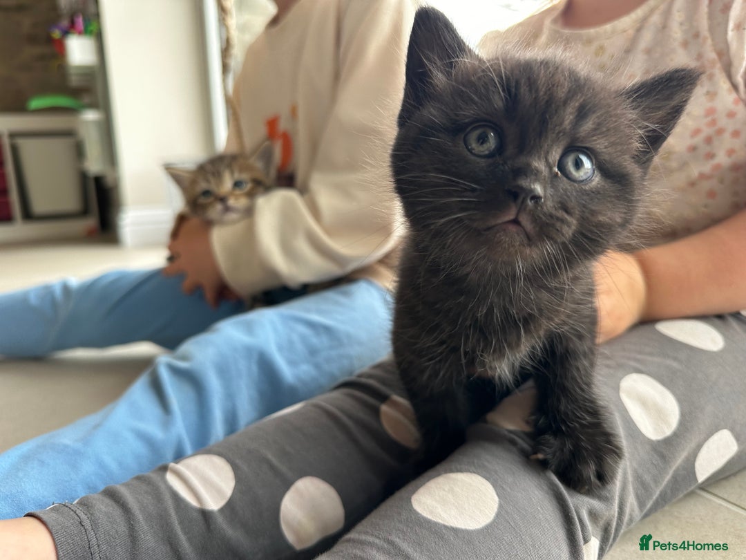 British Shorthair cats for sale: British Shorthair Cross kittens  - Image 5