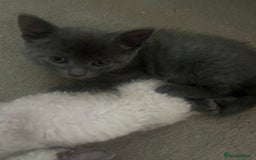 Mixed Breed cats for sale: Mixed breed - BSH and Selkirk Rex female kitten  - Image 3