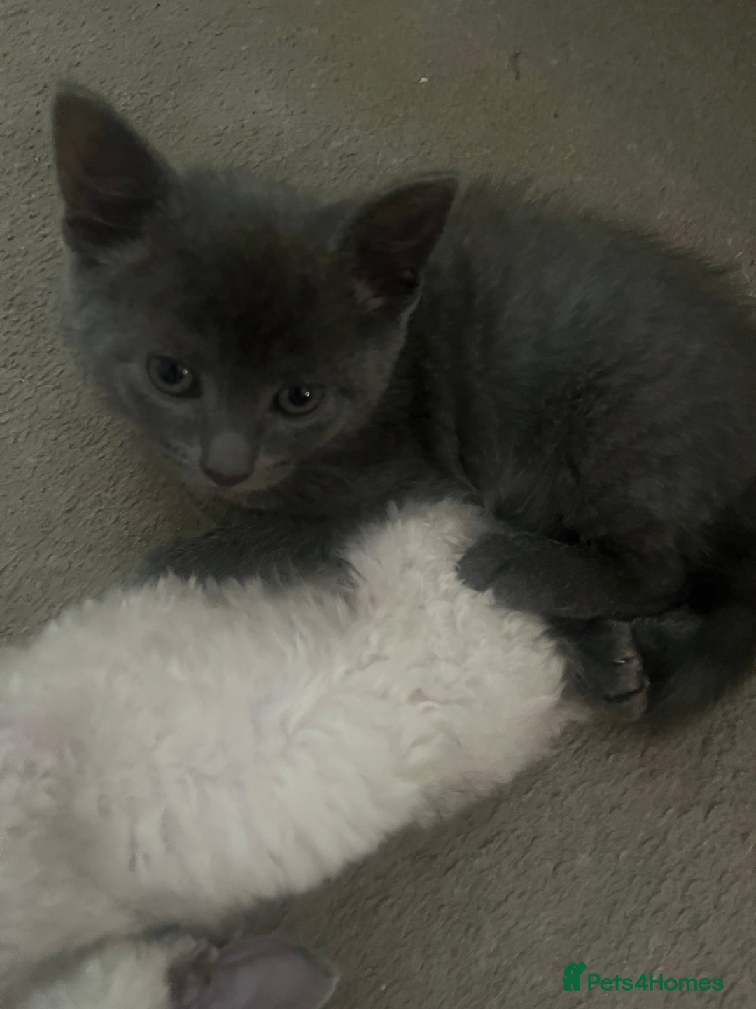 Mixed Breed cats for sale: Mixed breed - BSH and Selkirk Rex female kitten  - Image 3
