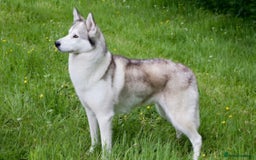 Mixed Breed dogs for sale: Husky and Labrador mix breed (Haskador) - Image 1