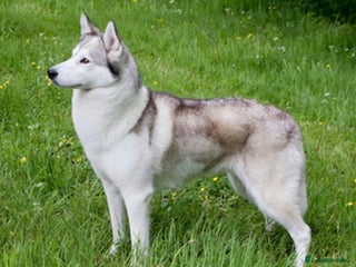 Mixed Breed dogs - Advert 36