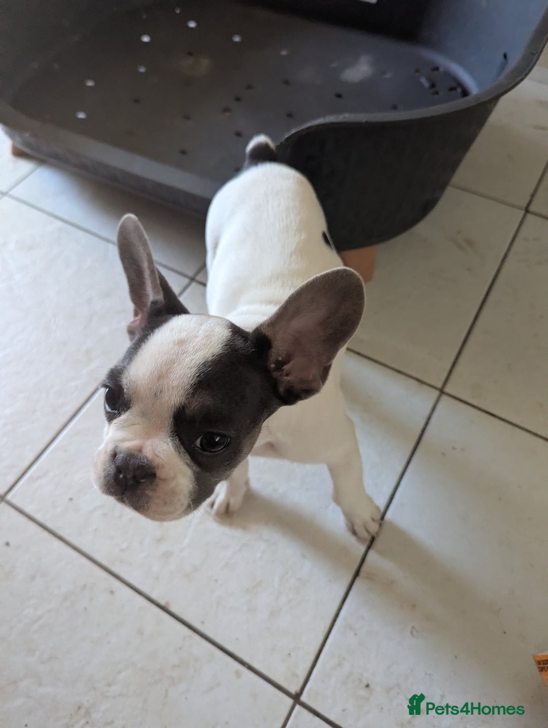 French Bulldog dogs for sale: 2 French Bulldog Puppies for Sale in Bootle - Image 5