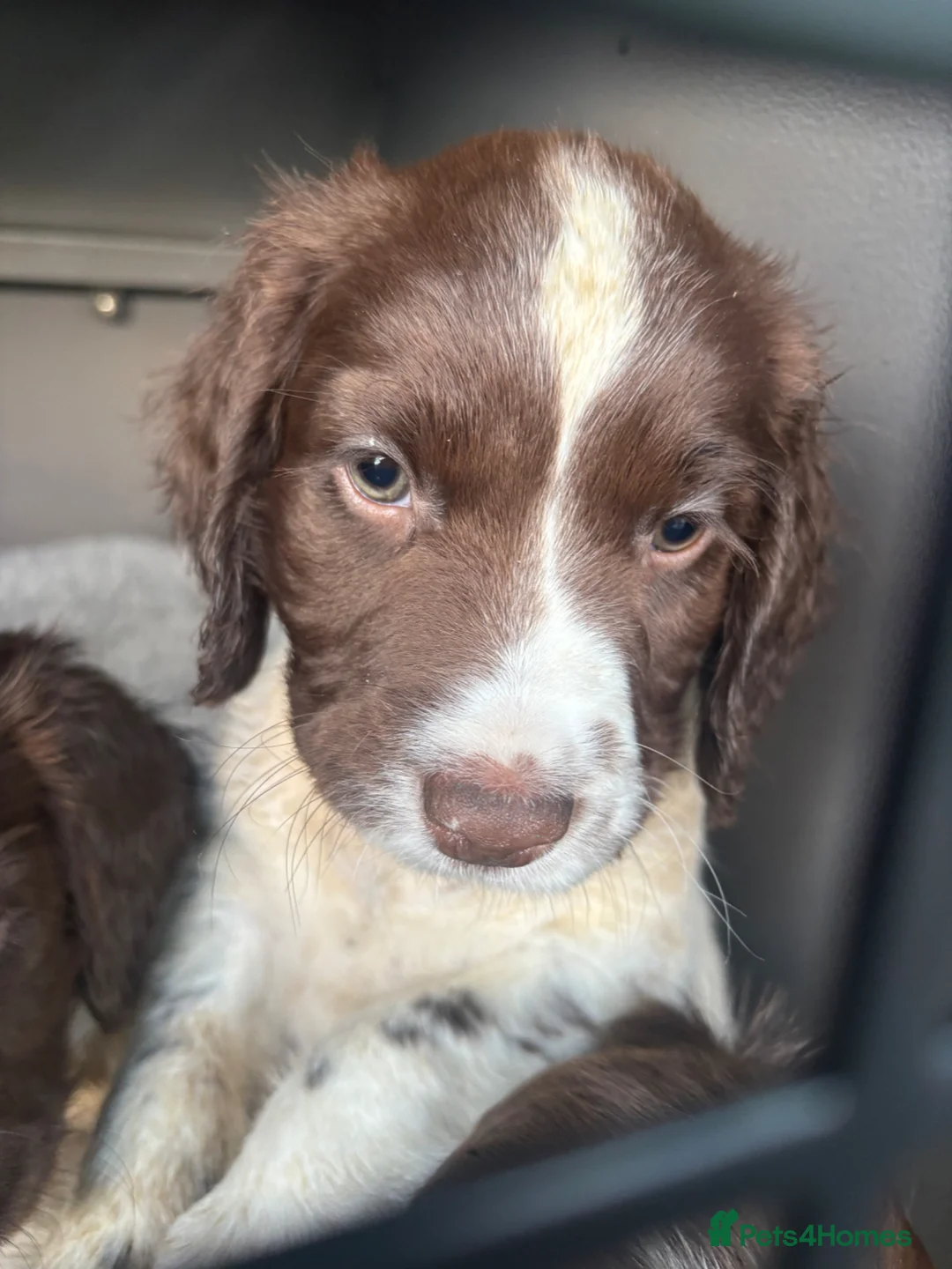 English Springer Spaniel dogs for sale: KC Registered Springer Dog Pup, Ready to leave - Advert 2
