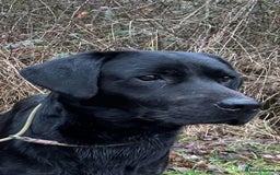 Labrador Retriever dogs for sale: Quality pedigreed Labradors for sale  - Image 17