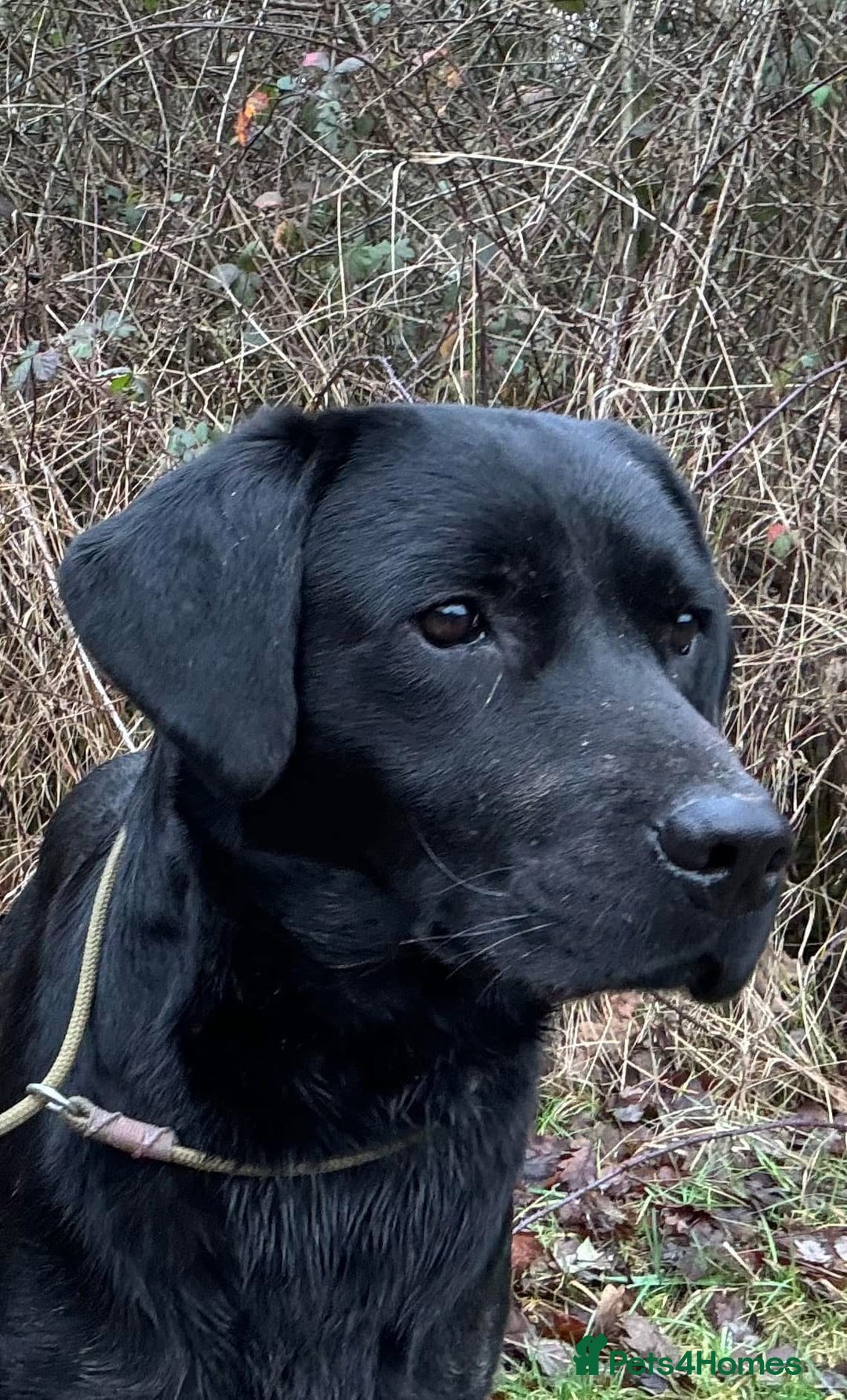 Labrador Retriever dogs for sale: Quality pedigreed Labradors for sale  - Image 17