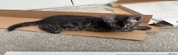 Bengal cats for sale: READY NOW ActiveTICA SilverCharcoal Bengal Kittens - Advert 18
