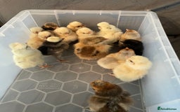 Chickens poultry for sale: Chicks - Image 18