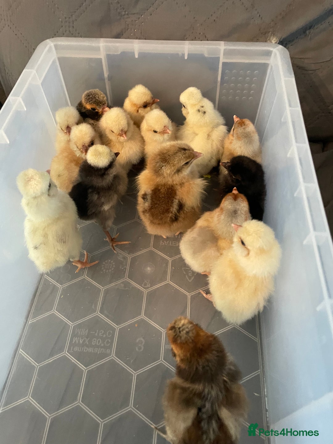 Chickens poultry for sale: Chicks - Image 18